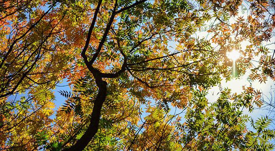 Urban Forest Master Plan, Yuba City, CA | Davey Tree