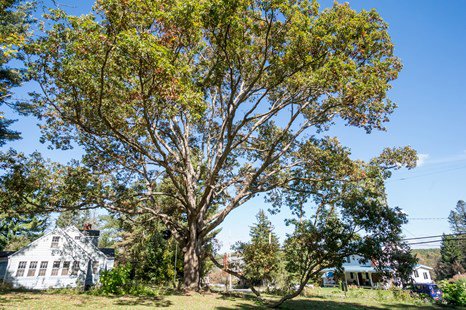 large tree in yard