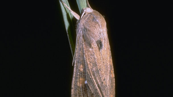 Armyworms Sideimage 608X341