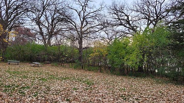 Environmental Pp Buckthorn Sideimage3 608X341