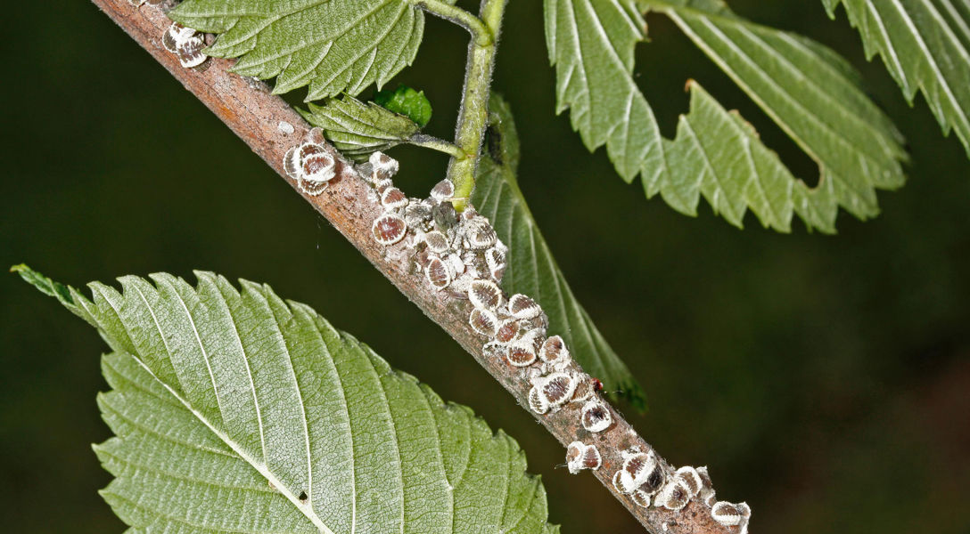 First Scale Trees Scale On Elm Trees _ Diagnosing & Treating An Elm Tree Problem – OVNI
