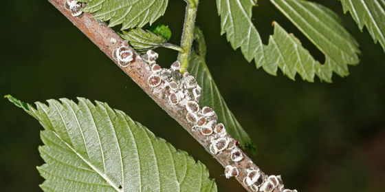 What Are Lace Bugs & How to Control Infestations | Davey Tree