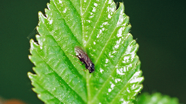 Pest And Disease Birch Leafminer Sideimage 608X341