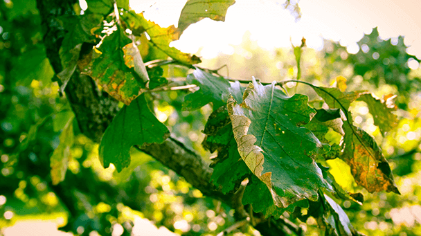 Pest And Disease Bur Oak Blight Sideimage3 608X341