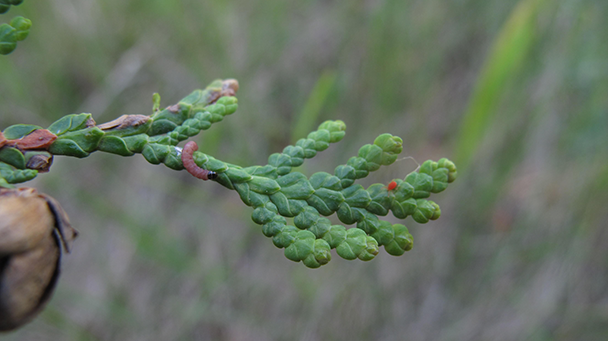 Pest And Disease Leafminer Sideimage 608X341