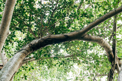 A large, curved tree branch surrounded by green leaves.