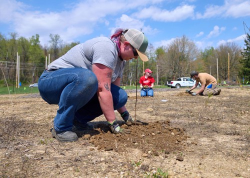 Three Davey employees planting saplings in dirt