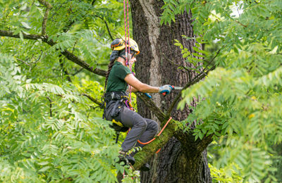 Tree Trimming