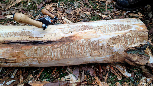 Project Profiles Kansas City Sideimage2 608X341