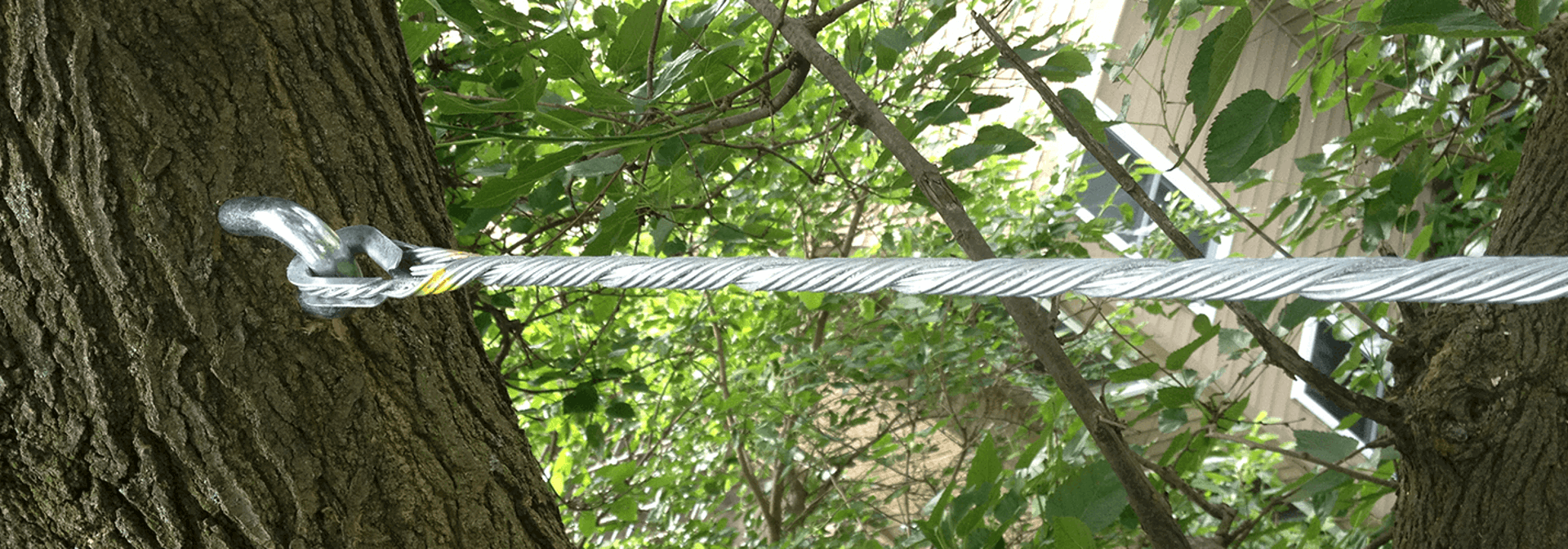 Tree Cabling & Bracing Service | Davey Tree