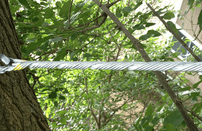 Tree Cabling & Bracing