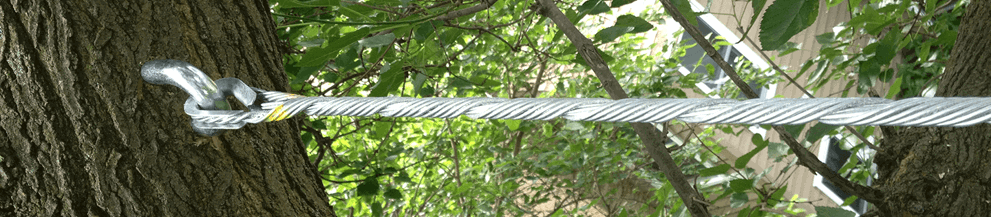 Tree Reinforcement Tree Cabling & Bracing Service | Davey Tree