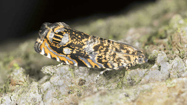 Pest And Disease Center Cherry Bark Tortrix Sideimage 608X341