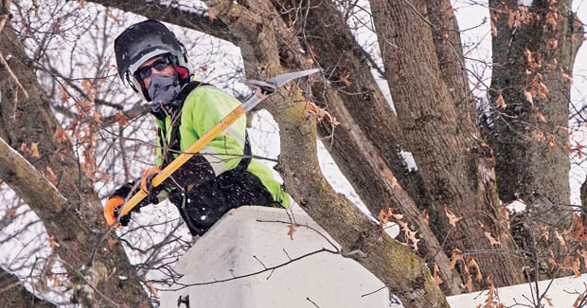 Tree Safe Hand Safety first: Tips for ensuring safe, healthy trees | Davey Tree