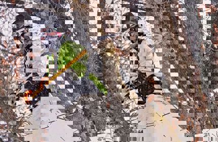 pruning