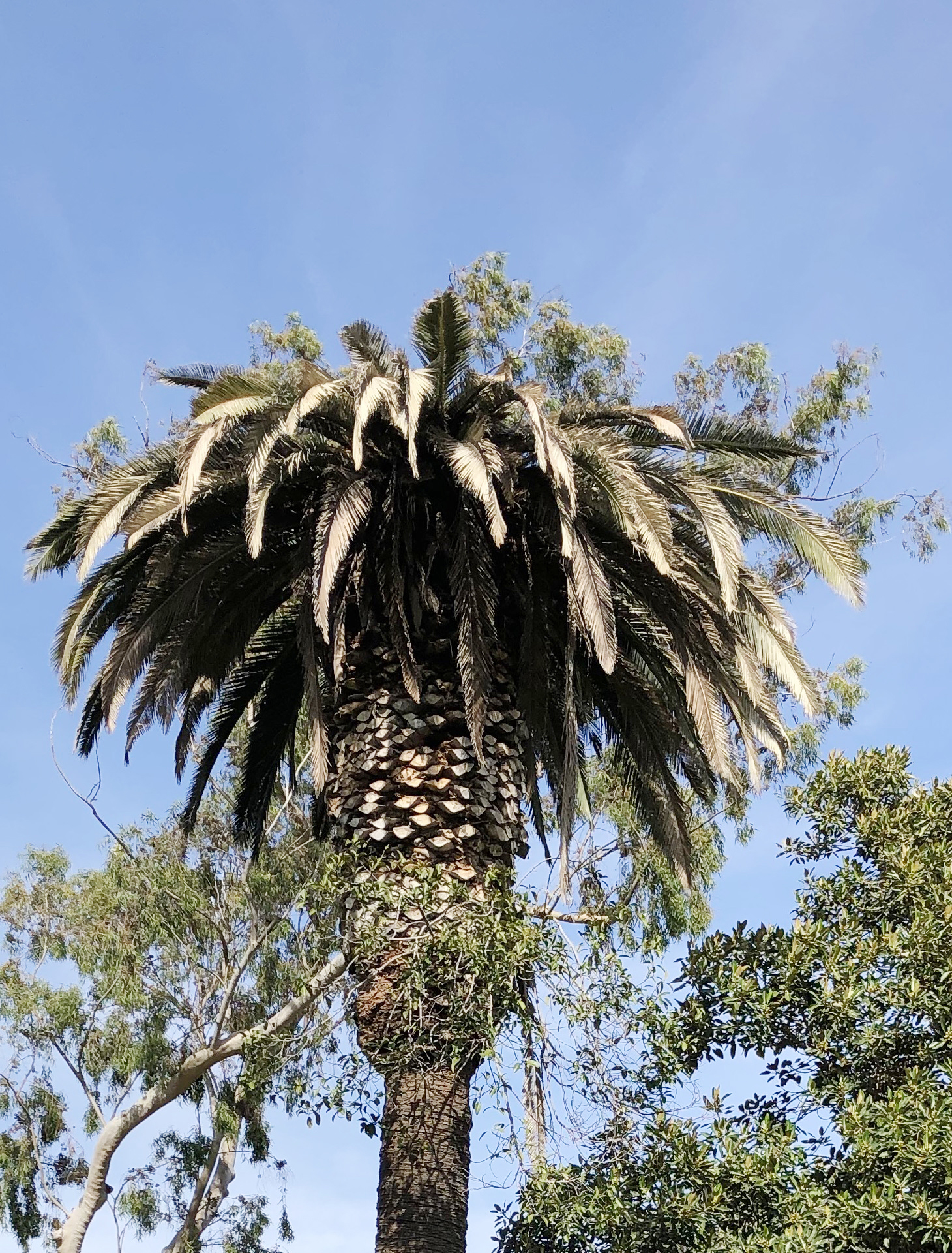 SAPW Infested Canary Island Date Palm
