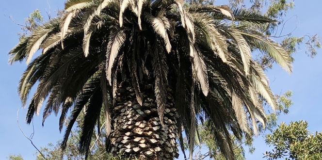 SAPW Infested Canary Island Date Palm