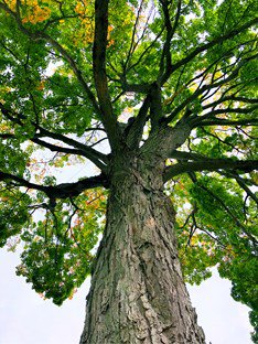 sugar maple tree