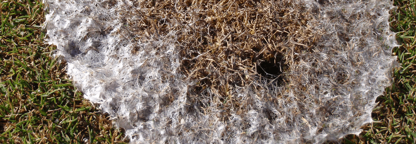 Pest And Disease Center Pink Snow Mold Banner 1440X500