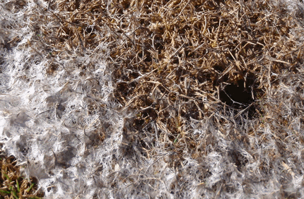 Pest And Disease Center Pink Snow Mold Banner 1440X500