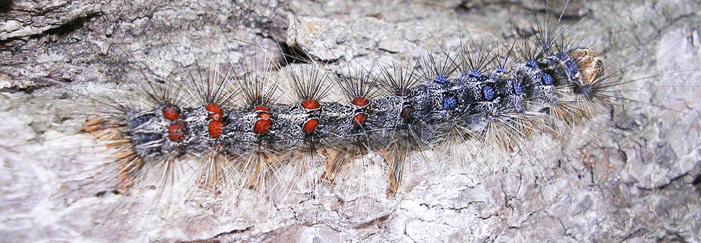 Pest And Disease Center Gypsy Moth Banner 1440X500
