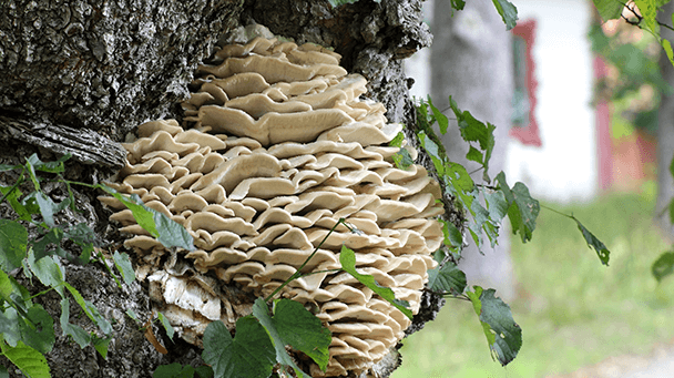 Pest And Disease Northern Tooth Fungus Sideimage 608X341