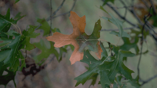 Pest And Disease Center Oak Wilt Sideimage2 608X341