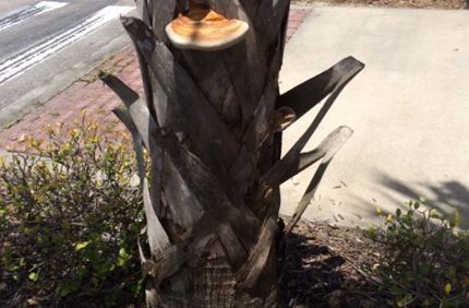 Ganoderma On Trunk1