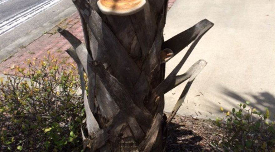 Ganoderma Rot Ganoderma Butt Rot of Palms | Davey Tree
