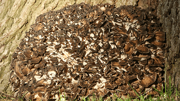 Pest And Disease Hen Of The Woods Sideimage 608X341