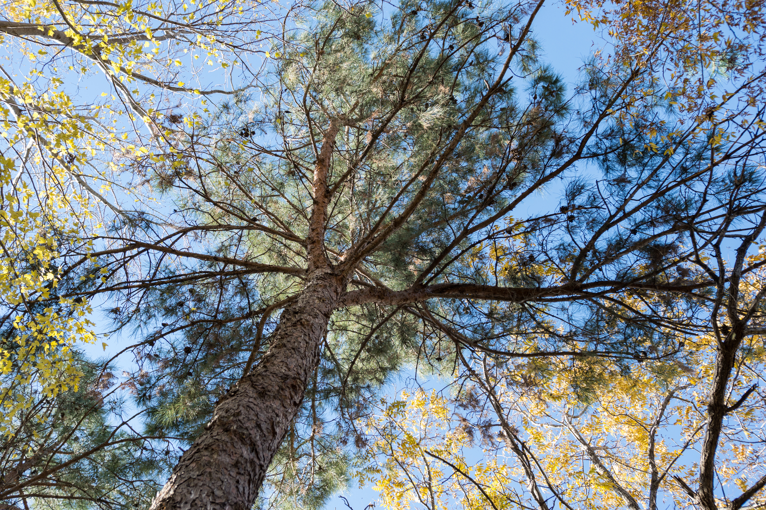 Pine Tree Infestation