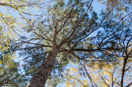 Pine Tree Infestation