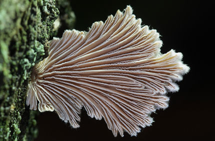 Adobestock 316184773 Split Gill Fungus Close Up