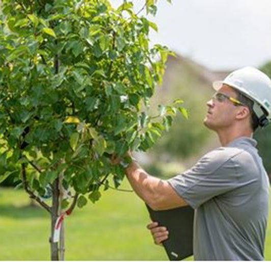 Tree Pests & Diseases Control & Treatment | Davey Tree