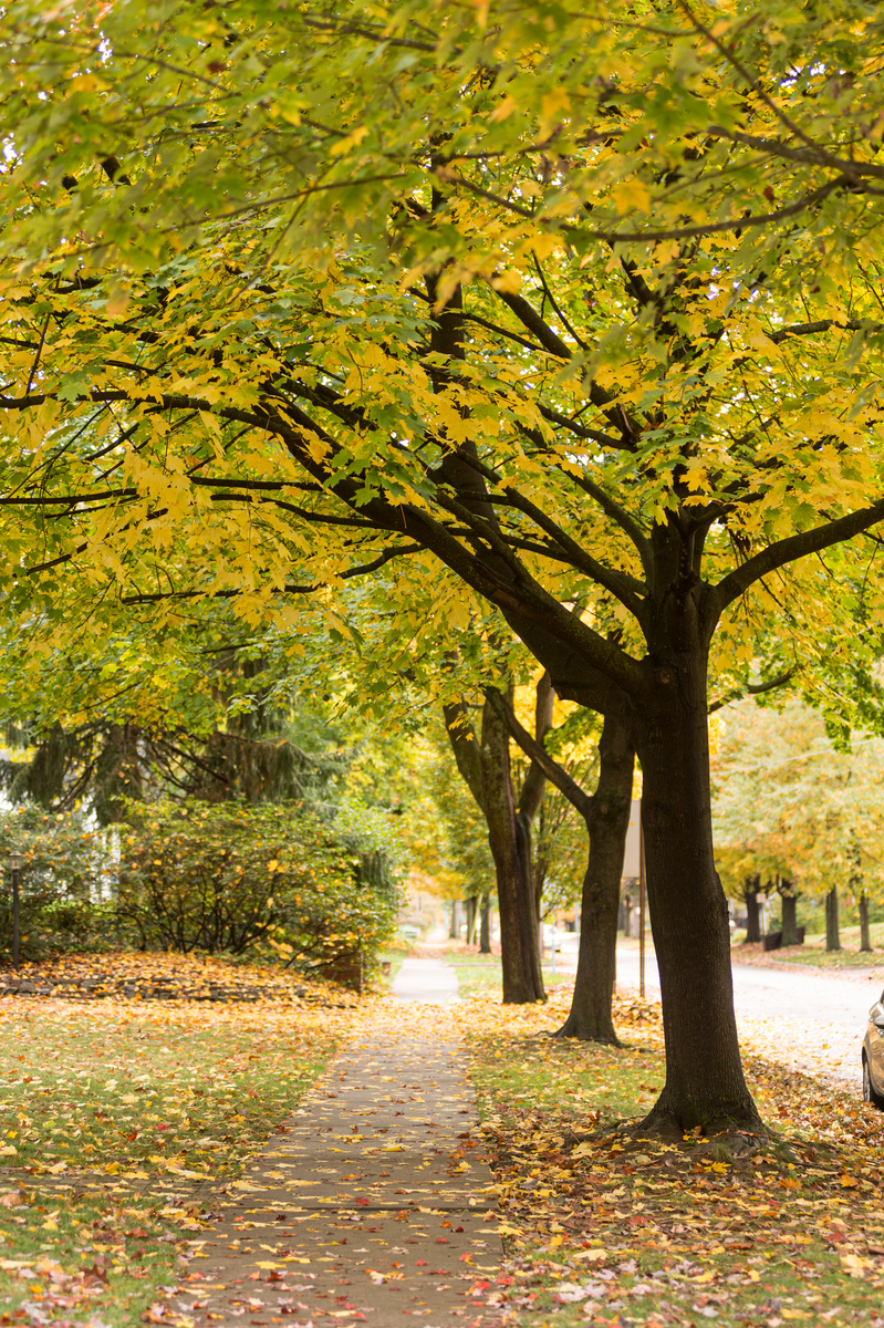 Urban Forestry Tree Canopy