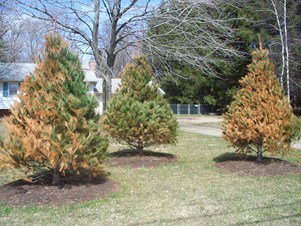 salt damage to trees