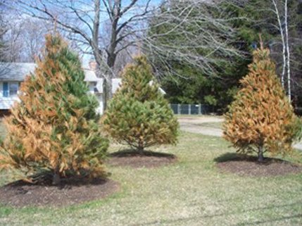 salt damaged trees