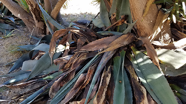 Utility Css San Diego Plant Eradication Sideimage3 608X341