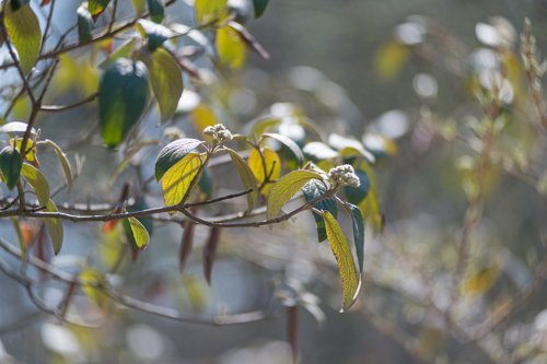 A close image of a branch with green leaves in the sunlight.