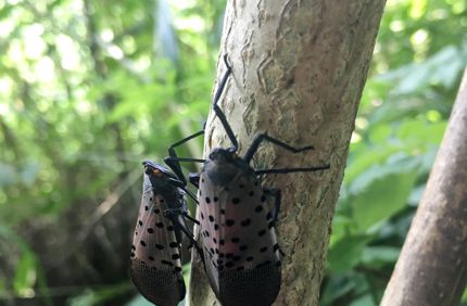 Close Up Spotted Lanternfly Group On Bark Davey Tree
