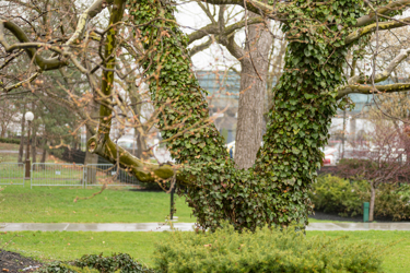 A tree trunk covered in leaves