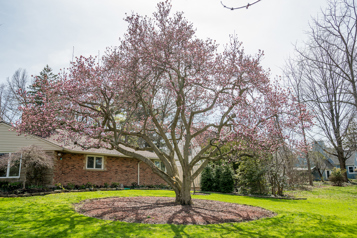 Pink and red tree in front of a home