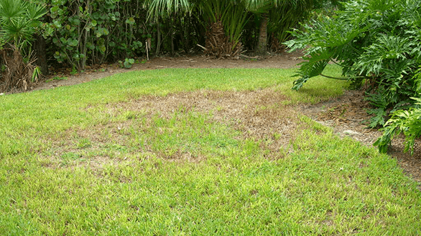 Pest And Disease Chinch Bugs Sideimage3 608X341