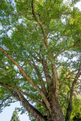 ginkgo tree