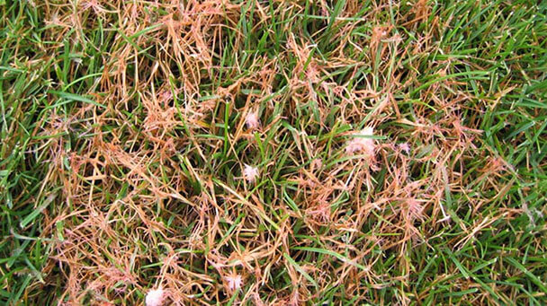 Pest And Disease Red Thread And Pink Patch Sideimage2 608X341