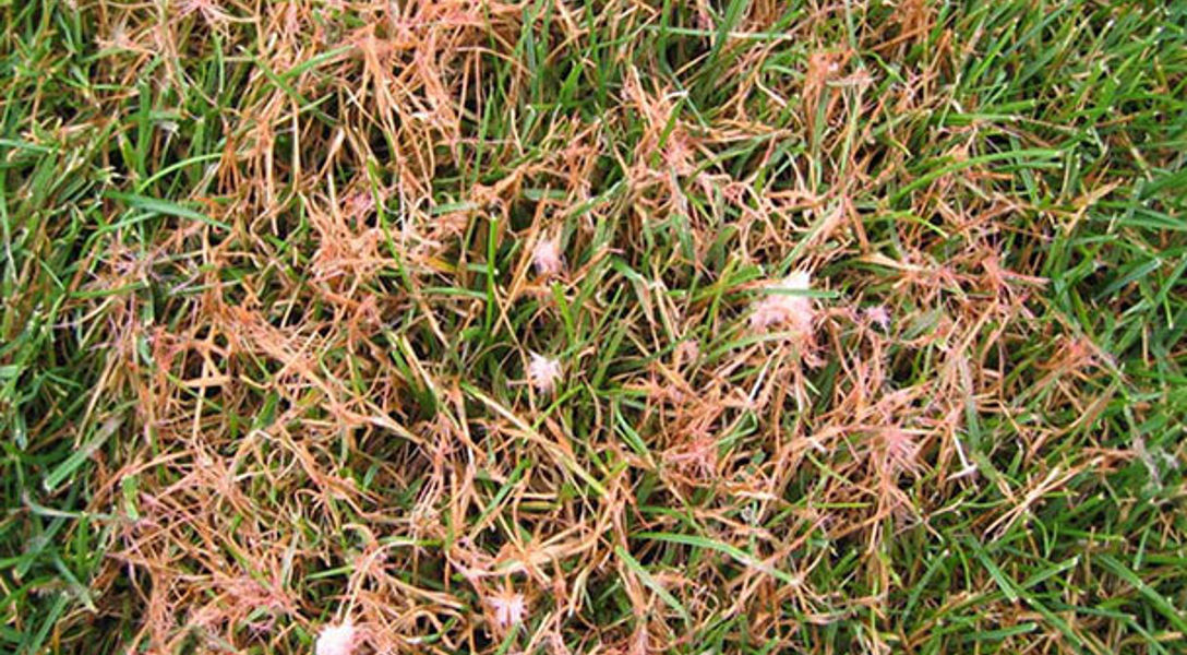 Red Thread Damage Red Thread and Pink Patch Damage & Management | Davey Tree