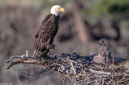 Bald Eagle