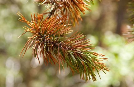 Browning Needles On Evergreen Davey Tree