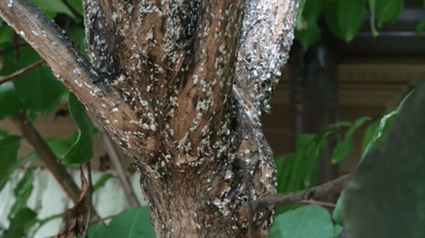 Crape Myrtle Bark Scale Identification & Control Treatments Davey Tree
