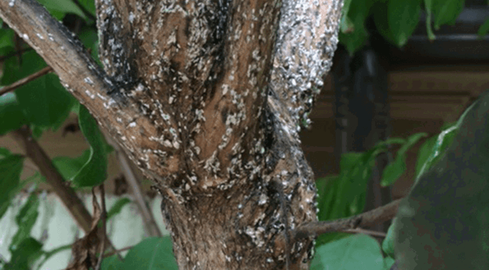 Crape Myrtle Bark Scale Identification & Control Treatments | Davey Tree